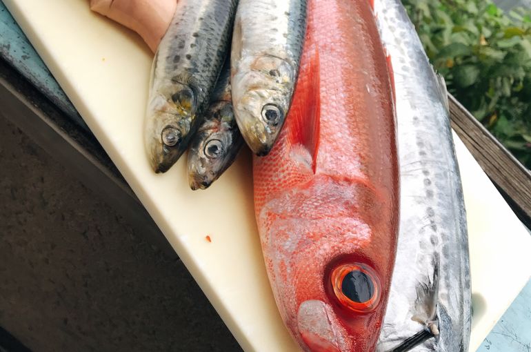 お魚
