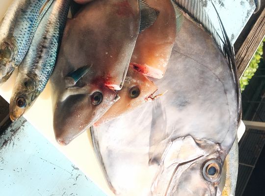 魚