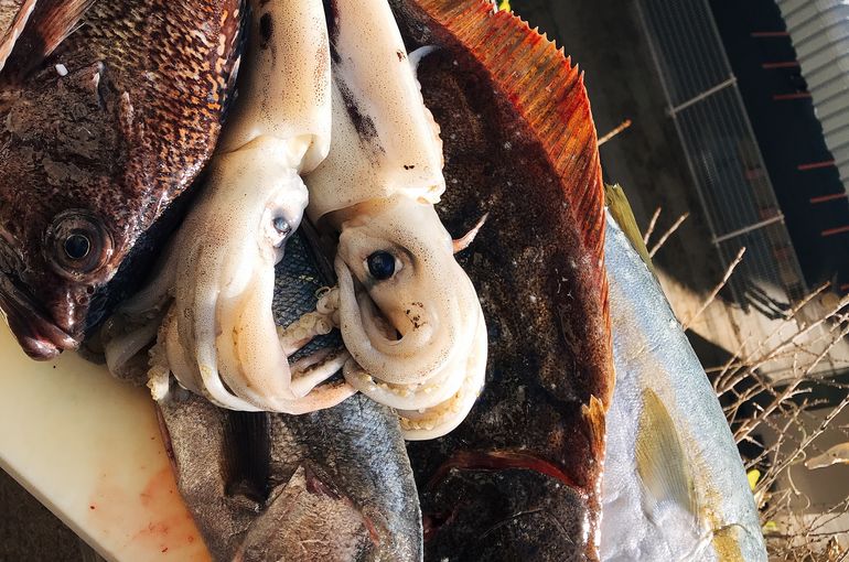 魚