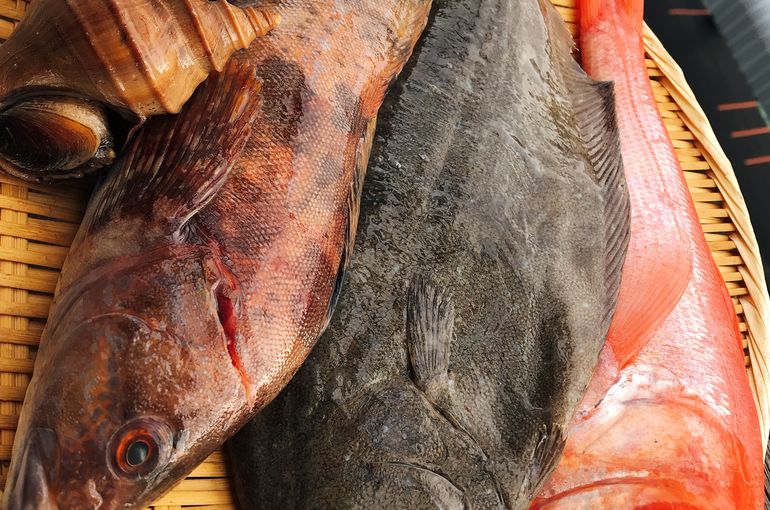 魚
