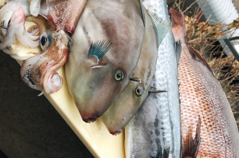 魚