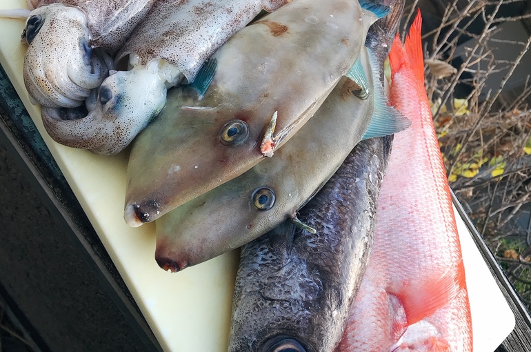 魚