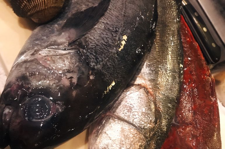 魚