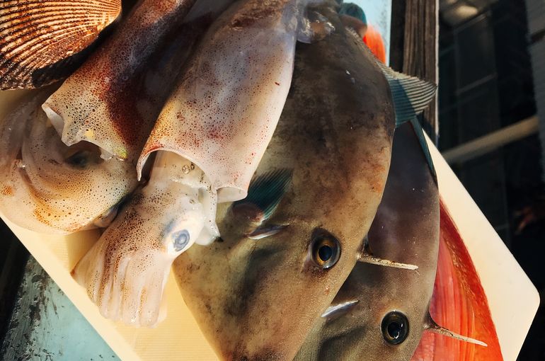 魚