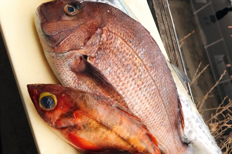魚