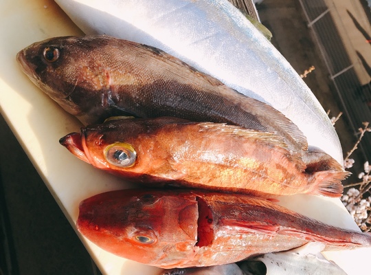 魚