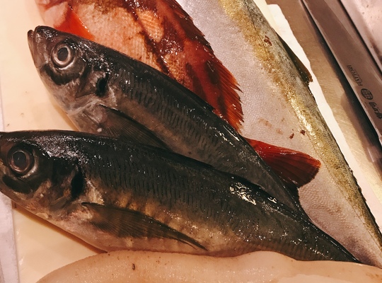 魚