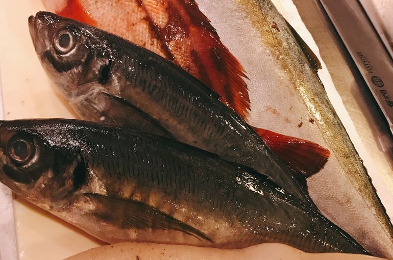魚