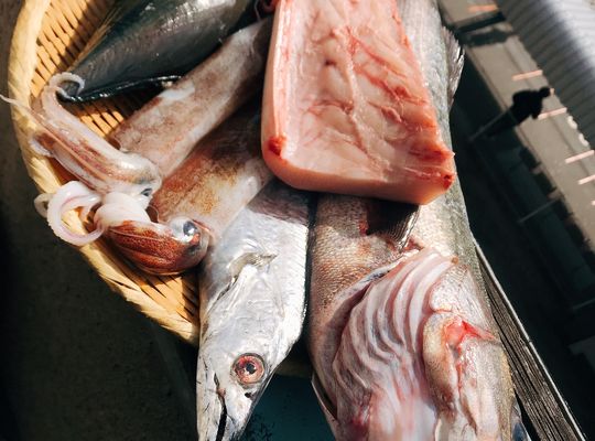 魚